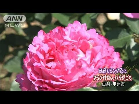 250 tipos de rosas estão em plena floração na cidade de Koshu, Yamanashi (06/11/04)