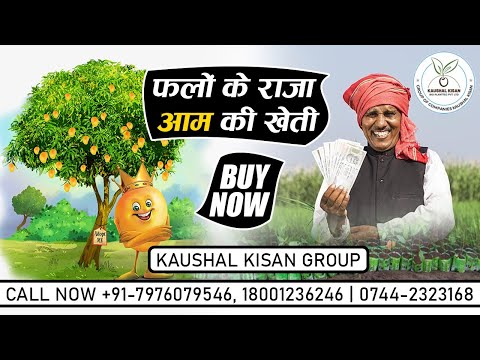 Dasheri Mango Tree Plant