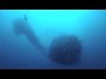 HALMAHERA, Blue Bay Divers, Sahaung Island, Nord Sulawesi, Indonesien, Sulawesi