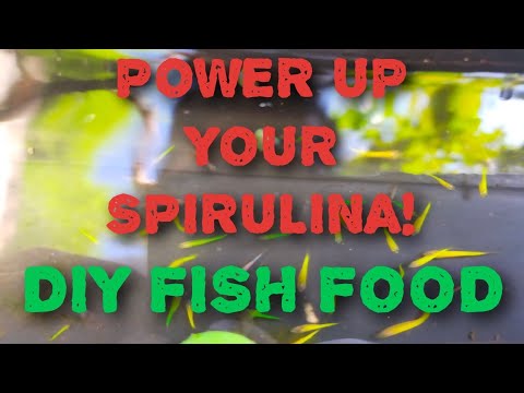 YouTube video about: How to feed spirulina tablet to goldfish?