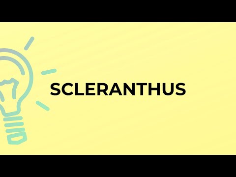 What is the meaning of the word SCLERANTHUS?