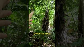 Unbelievable Tree with Acupuncture Powers! 🇨🇷