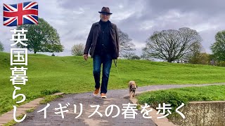 【英国暮らし】イギリスの春を歩く/鶏むね肉でミラノ風カツレツ/チキンミラネーゼ/茄子入りプッタネスカ/ボーダーテリアと暮らす