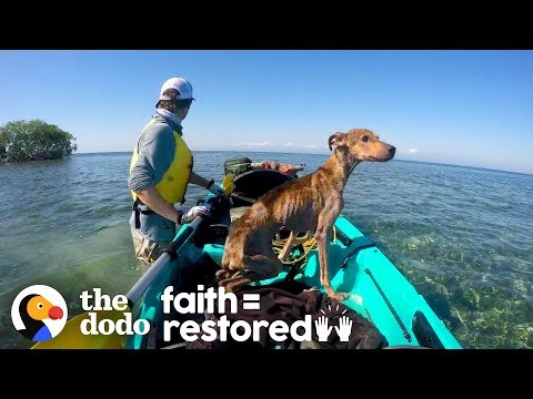 This Dog Was Left on a Deserted Island, Until...