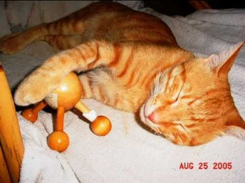 Η μικρή ιστορία του Τίτου/The little story of Titos