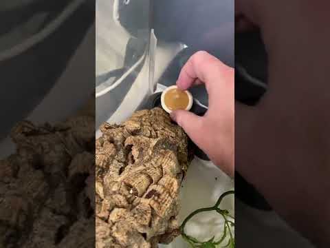 How To Feed Your Crested Geckos! *EASY* #shorts #animals #reptiles #lizard #food #howto #gecko #zoo