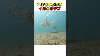 エギに集まるアオリイカと魚 #fishing #エギング #squid