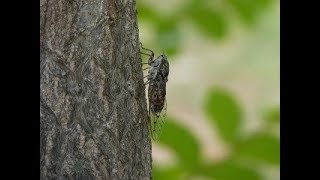 生き物には勝てないインターネット