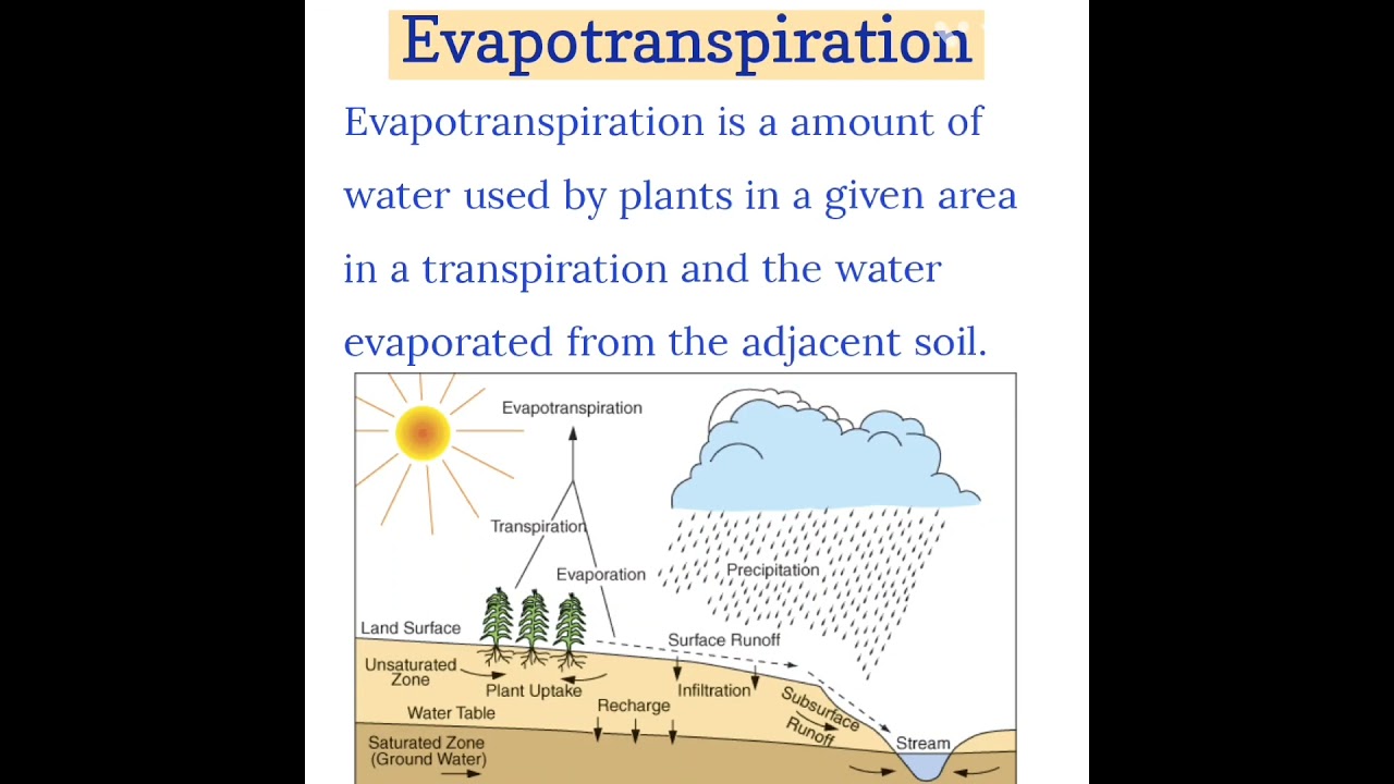 Evapotranspiration | Hydrology | Civil Engineering #sscjecivil #daily #mcq #shorts