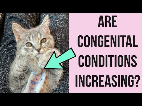 Are More Kittens Being Born With Medical Conditions?!