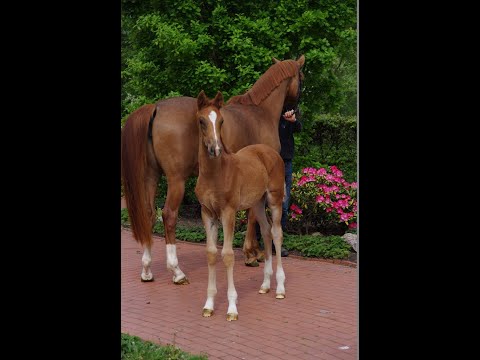 Stf. von Fürst Samarant x Foundation www.stöcker-verkaufspferde.de