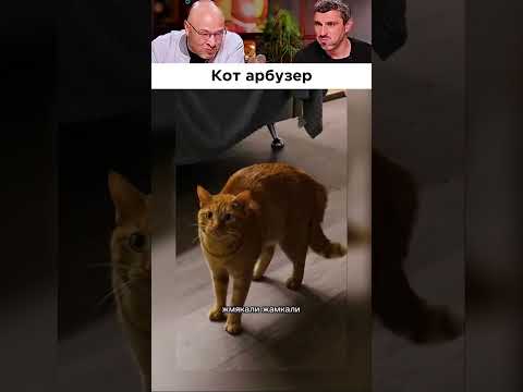Кот явно не согласен 😹 😁
