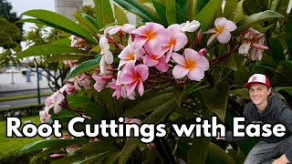 PLUMERIA Propagation - How to Easily take Cuttings & Root them (Frangipani)
