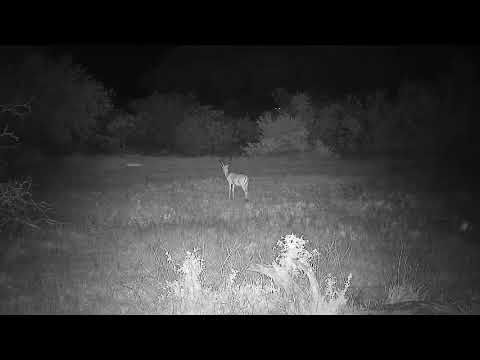 Djuma: Impala ram - 08:02 - 11/30/21