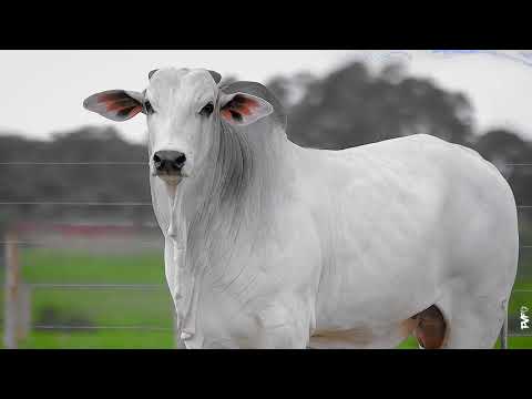 TOURO NELORE - 715 FIV ACN - ACNN 715