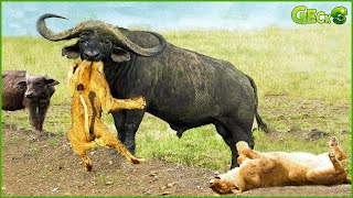Even Lion With The Power Of A King Cannot Resist The United Strength Of A Herd Of Wild Buffalo