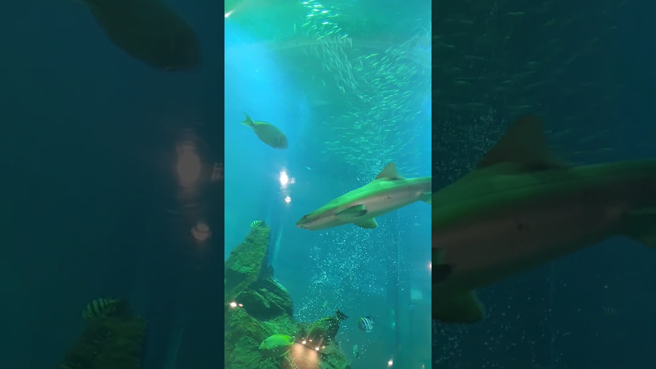 YouTube Short thumbnail