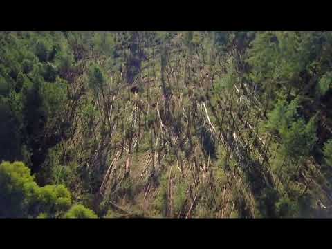 Microtornado (downburst) 2020. Palmera Boca, San Pedro, Misiones.