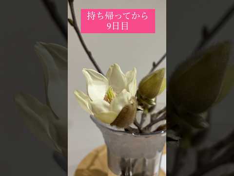 ユリモクレン、ユランモクレン 植物