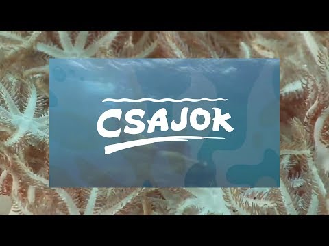 Faktor x Zsolaa x Bankos - CSAJOK (Walen Delon Remix) (Lyric Video)