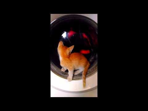 CURIOUS  FUNNY KITTEN