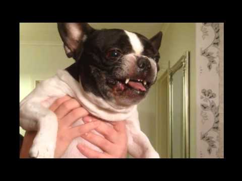 Gremlins riehuu (kynsien leikkuu on vastenmielistä)