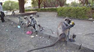 preview picture of video 'monkeys near Ellora caves (India)'