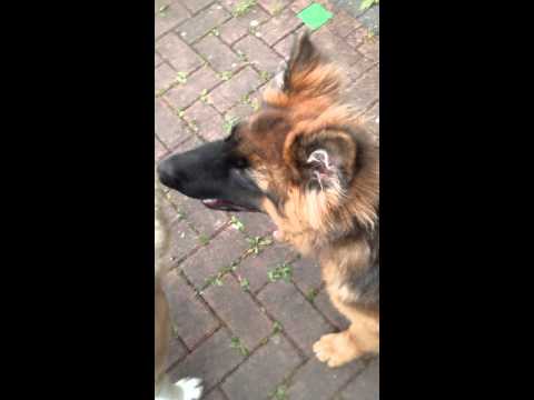 秋田 vs ジャーマンシェパード