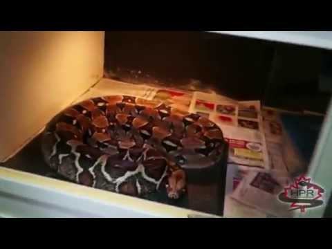 Reptile Ventures No. 23 - Scoria Boa Breeding Project Update - Henry Piorun Reptiles