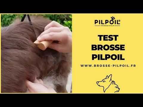 Vidéo client chien poils longs 8