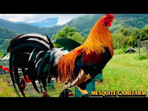 Yellow leg hatch Grey Sweater - MESQUITE FARM