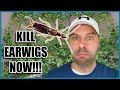 How to Get Rid of Earwigs