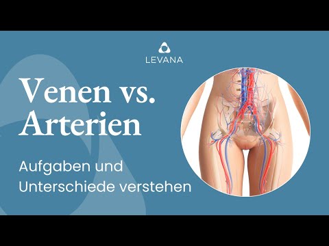 Venen vs. Arterien: Aufgaben und Unterschiede im menschlichen Körper enthüllt!
