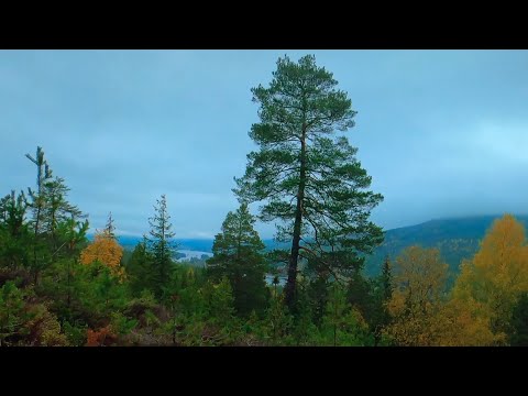 Views of The Valley and The Lake - Beautiful Autumn Forest Hike With Relaxing Music