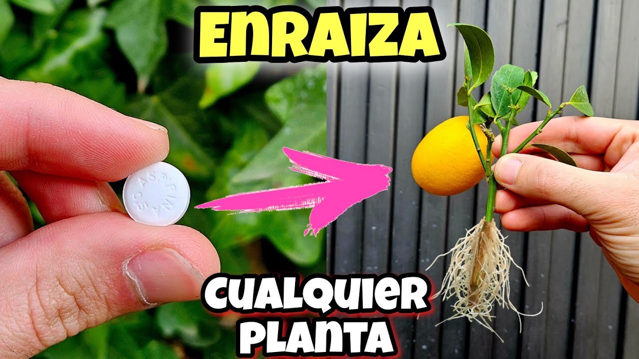 🌱 Every plant takes root with this! Homemade rooting agent for citrus trees, branches, cuttings, ...