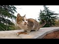 Feeding A Hungry Homeless Cat Bringing Joy To A Stray Animal