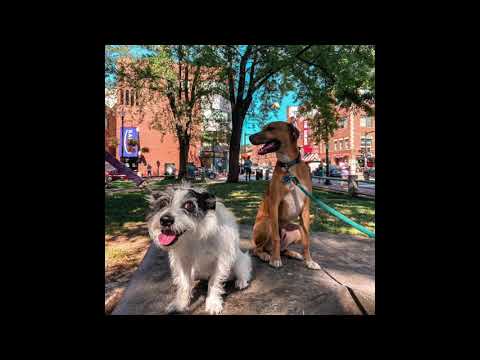 Summer Fun in Harvard Square