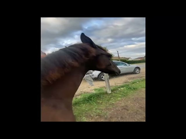 Vend ou échange Pouliche espagnole