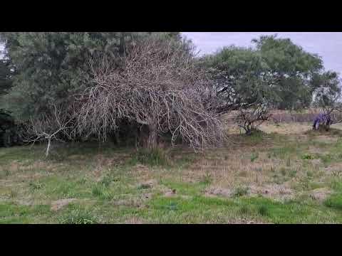Video de YouTube - Chacra en venta de 8 hectáreas ubicado en Tala, Ruta 7 km 68, Arenal.