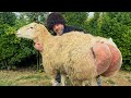 Chose The Fattest Lamb And Cooked It Butchering A Whole Lamb