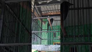 Download lagu SRIGUNTING HITAM GACOR KEWER'😳 mp3