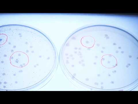 Screening einer Genbank