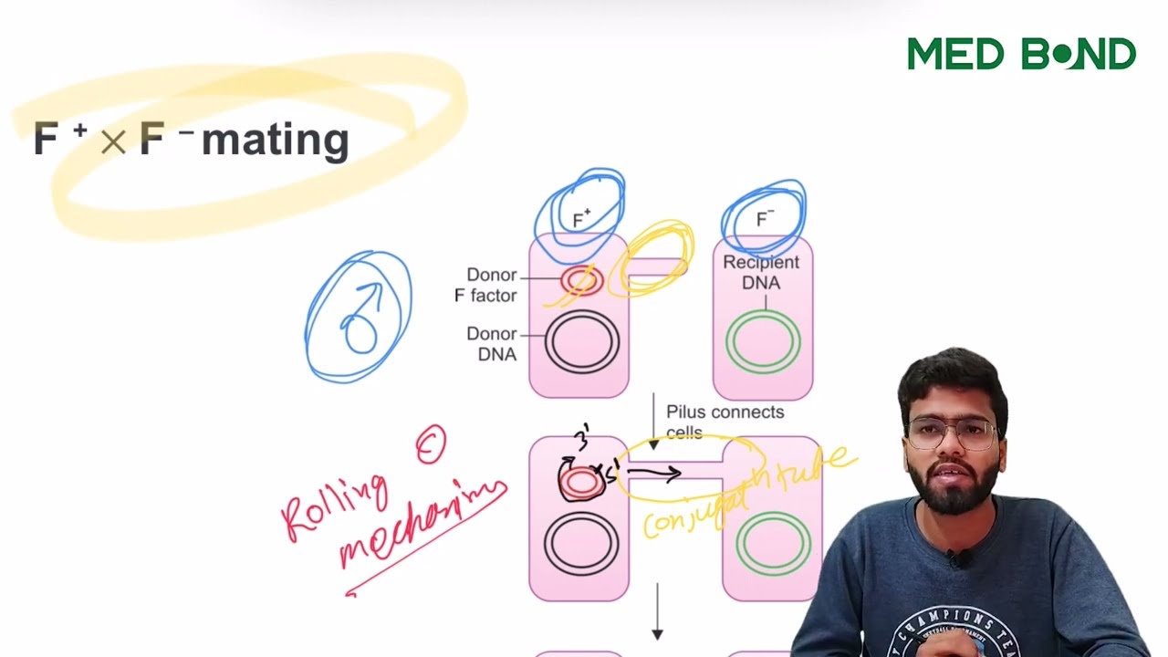 Bacterial Genetics-II | Transformation | Conjugation | gene transfer | Microbiology | MedBond
