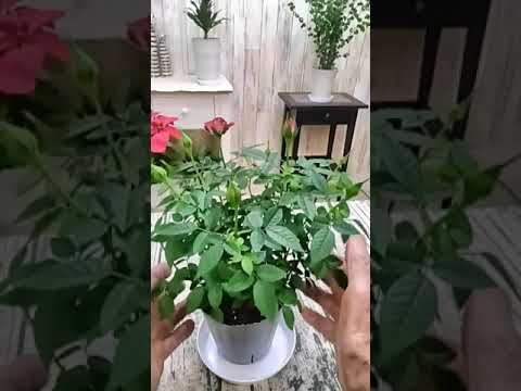 リンゴの木の根元に関連する植物はどれですか?  庭園