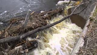 preview picture of video 'South Branch Two Rivers - Debris Jam in Lake Bronson'