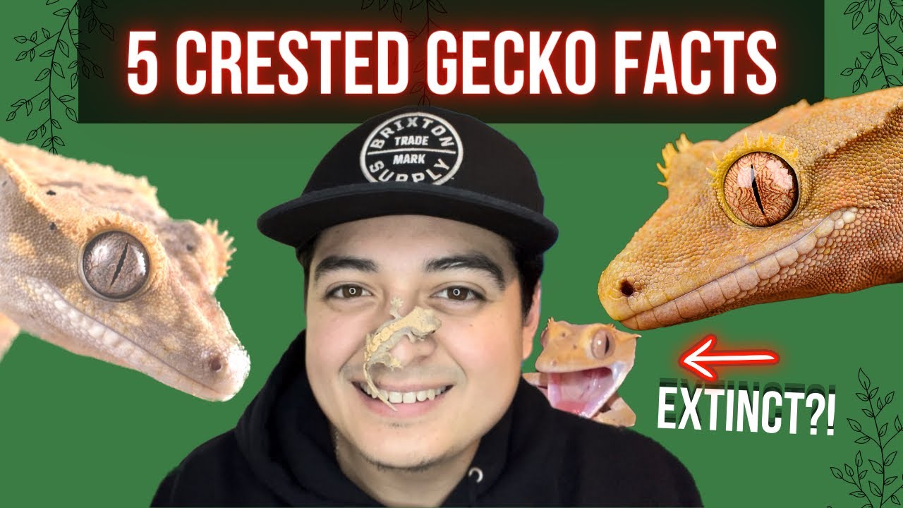5 Awesome FACTS about Crested Geckos