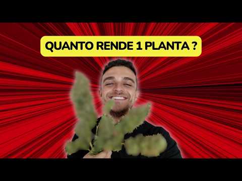 Quanto rende 1 planta ?