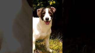 Download lagu Suara Anjing Menggonggong !! #audiopluschannel #shortsvideo #suarahewan mp3