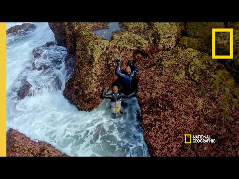 在葡萄牙收穫藤壺 | 戈登-拉姆齊：未知世界 (Harvesting Barnacles in Portugal | Gordon Ramsay: Uncharted)