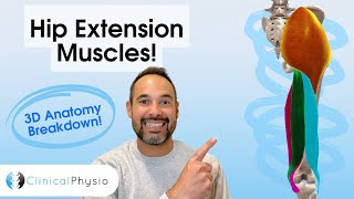 Hip Extensor Muscle 3D Anatomy | Key Muscles for Physios and Physiotherapy